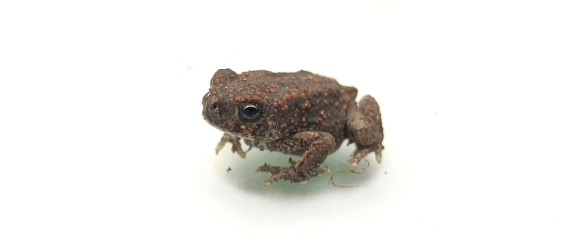 Ropucha berberyjska (Sclerophrys mauritanica)