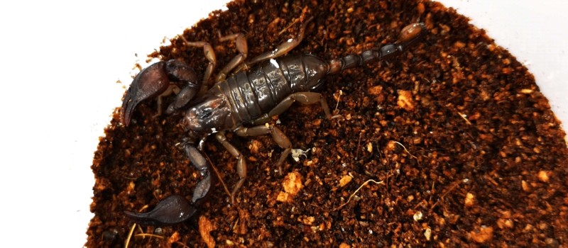 Euscorpius italicus