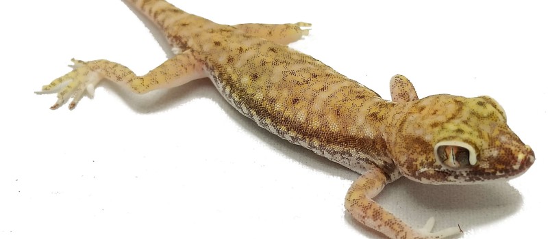 Gekon perełkowy (Stenodactylus petrii)