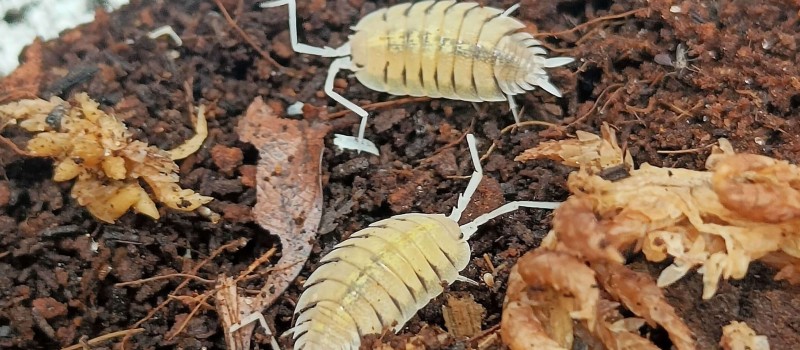 Porcellio bolivari