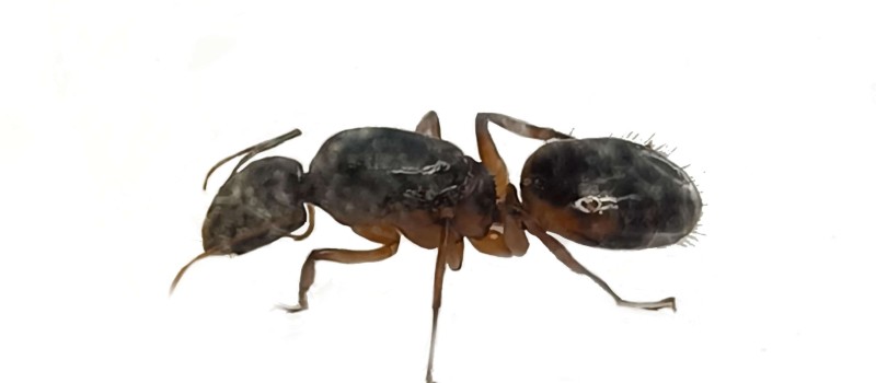 Camponotus sanctus