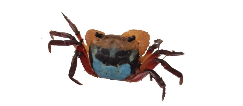 Krab tricolour borneo (Lepidothelphusa menneri)