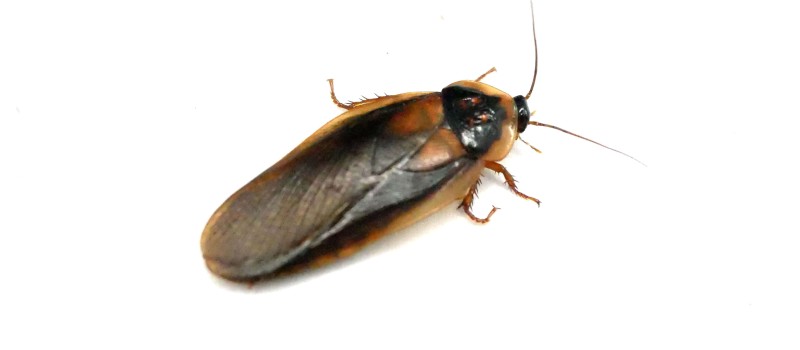 Karaczan argentyński (Blaptica dubia)