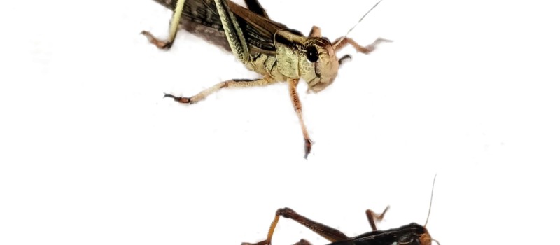 Szarańcza wędrowna (Locusta migratoria)