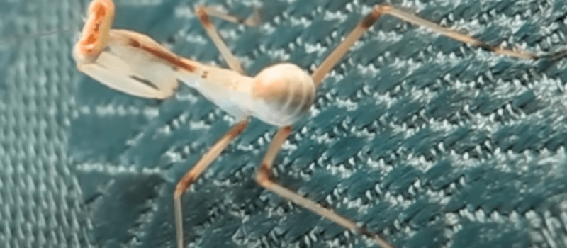 Sphodromantis baccettii