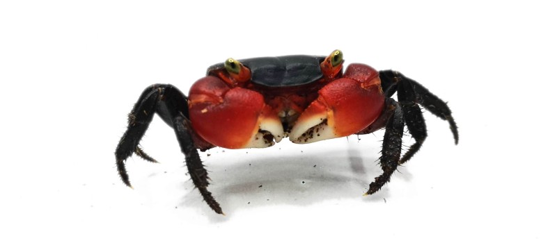 Krab red apple (Metasesarma aubryt)