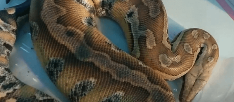 Pyton krótkoogonowy (Python curtus)