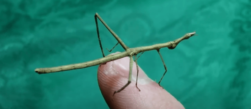 Szarańcza patyczakowata (Pseudoproscopia latirostris)