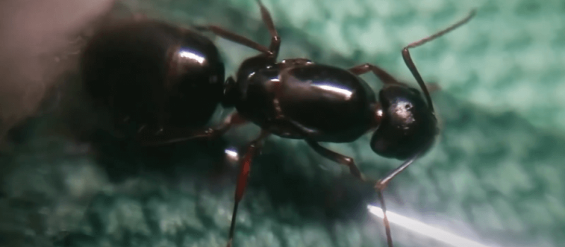 Camponotus aethiops