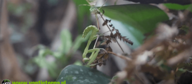 Sphodromantis viridis