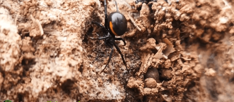 Zyzuś wielki (Steatoda paykulliana)