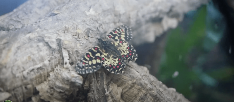  Zygzakowiec rubinowy (Zerynthia rumina)