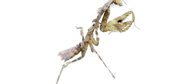 Deroplatys lobata