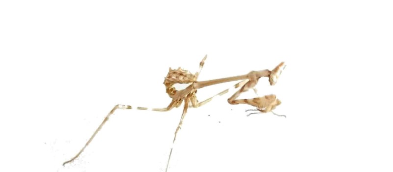 Empusa hedenborgii