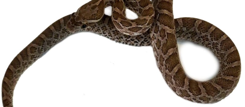 Wąż preriowy (Pantherophis emoryi)