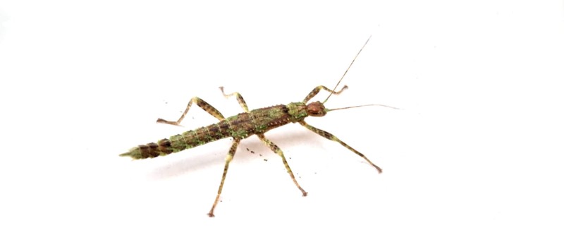 Straszyk nowogwinejski (Eurycantha calcarata)