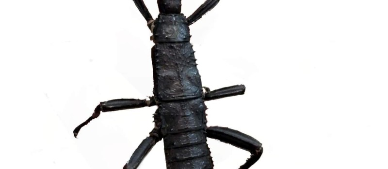 Straszyk nowogwinejski (Eurycantha calcarata)