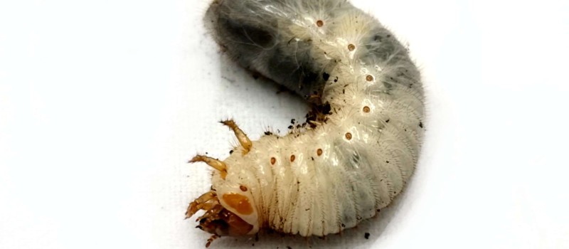 Chalcosoma chiron