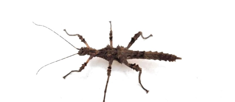 Trachyaretaon sp. North Luzon