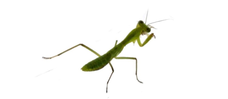 Rhombodera valida