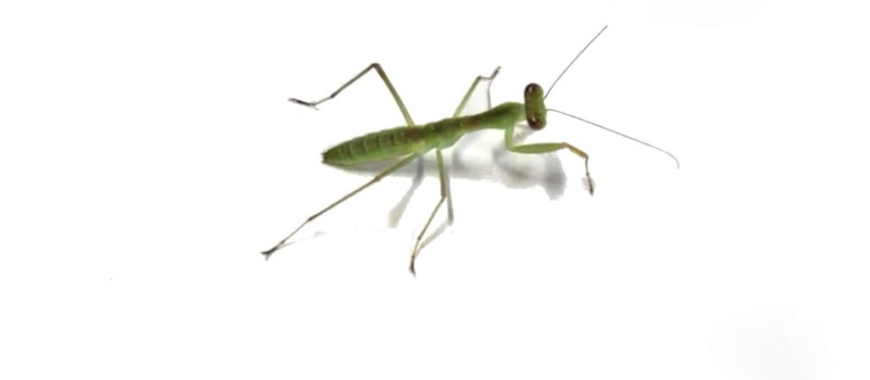  Rhombodera latipronotum