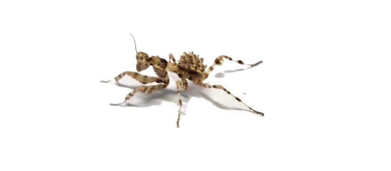Blepharopsis mendica
