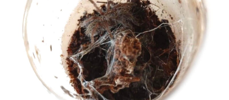 Ceratogyrus meridionalis