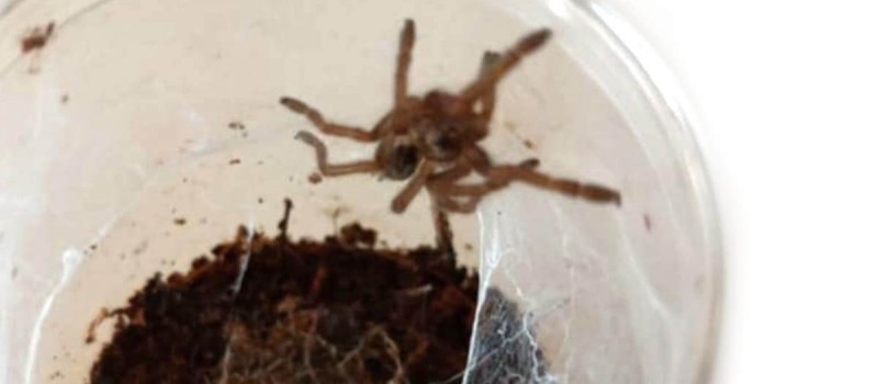 Ceratogyrus sanderi