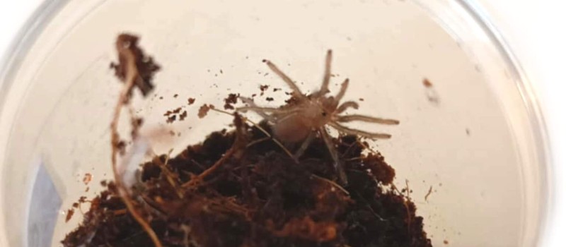 Chaetopelma olivaceum