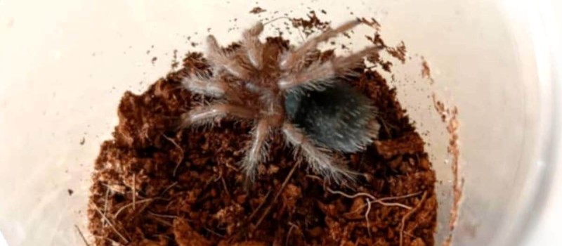 Grammostola pulchra