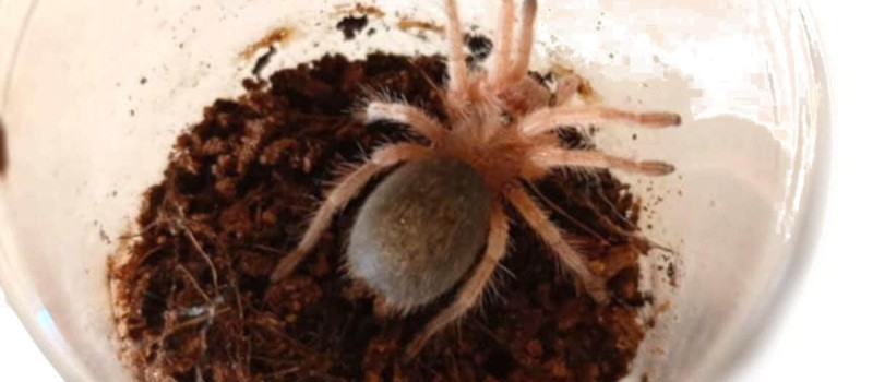 Grammostola rosea