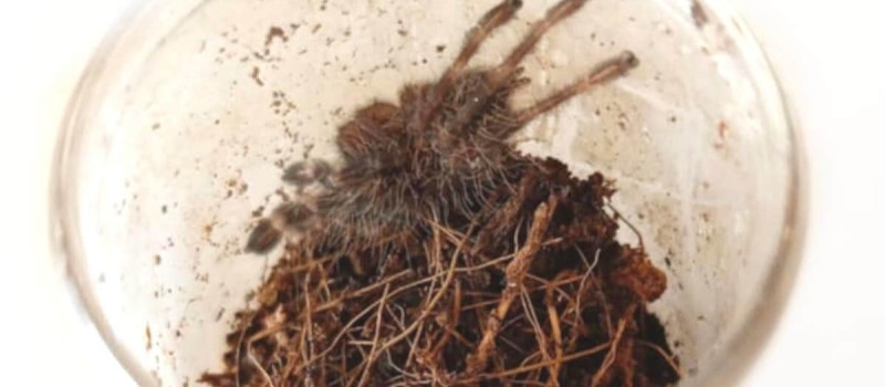Poecilotheria striata