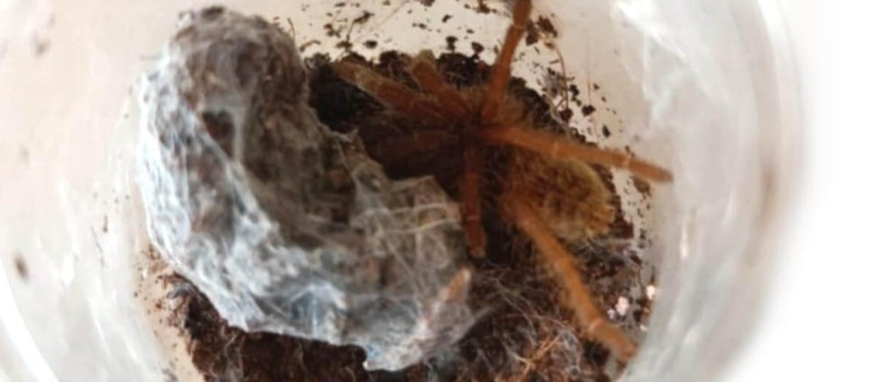 Pterinochilus lugardi