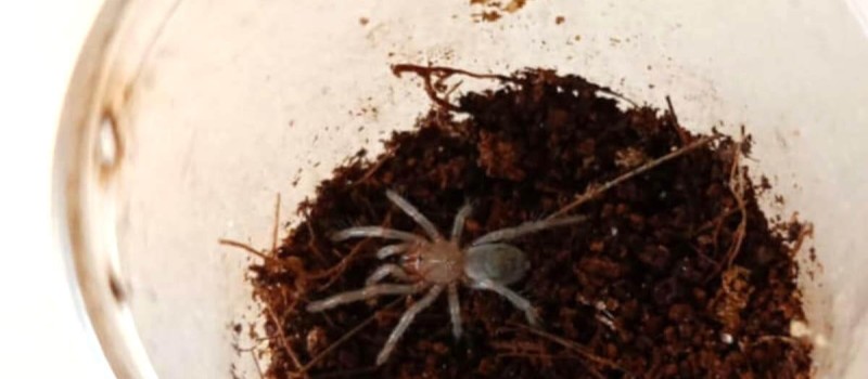 Thrixopelma pruriens