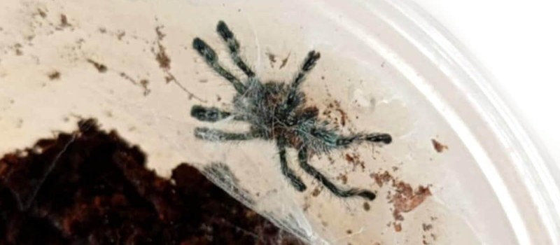 Ybyrapora diversipes