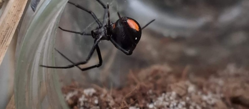 Latrodectus menavodi