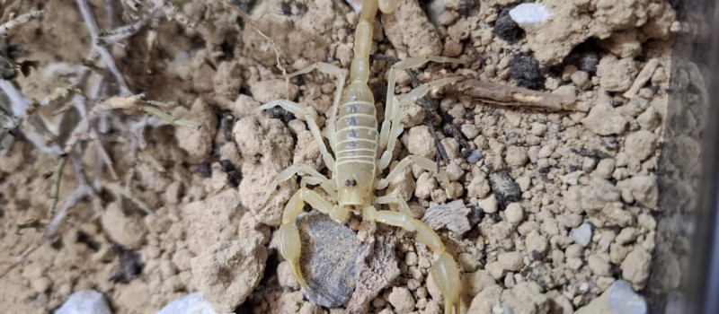 Smeringurus mesaensis