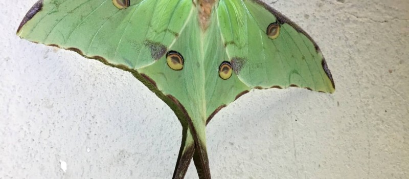 Argema Mimosae