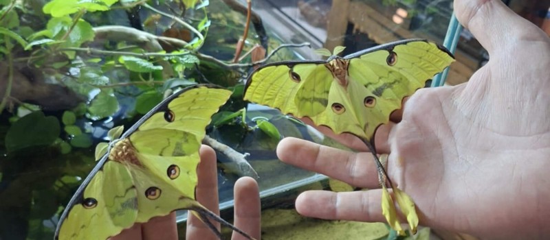 Argema Mimosae