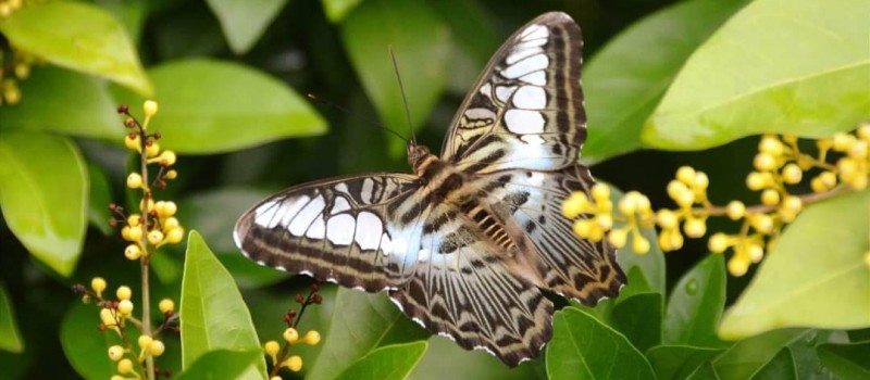 Parthenos sylvia