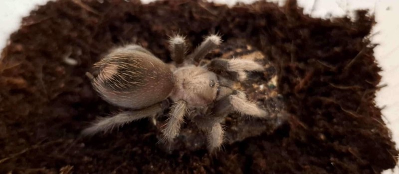 Aphonopelma chalcodes