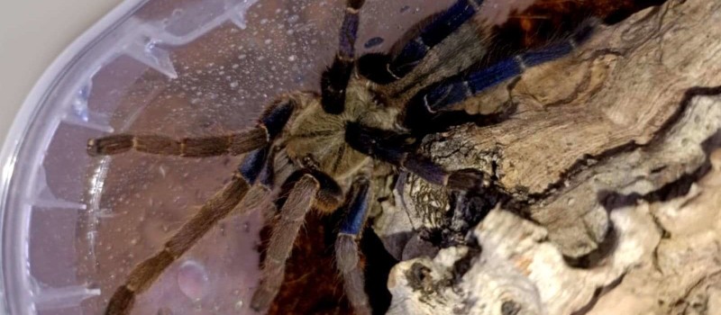 Cyriopagopus lividus