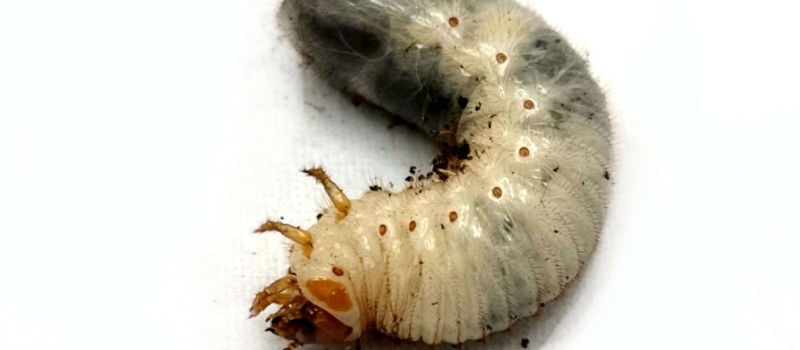 Mecynorhina harrisi harrisi