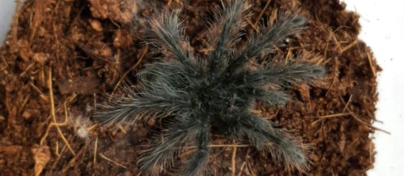 Theraphosa blondi - Ptasznik goliat 