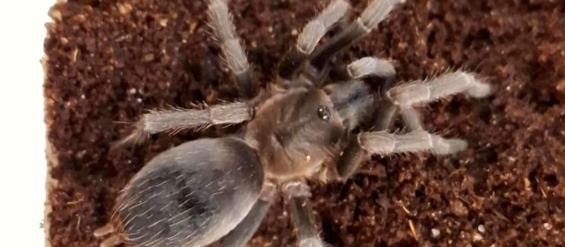 Aphonopelma crinirufum