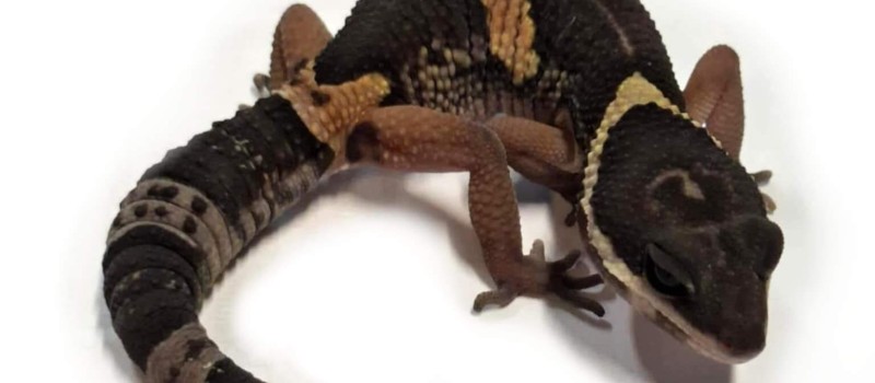 Eublepharis hardwickii 