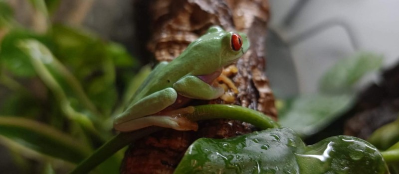 Chwytnica czerwonooka (Agalychnis callidryas)
