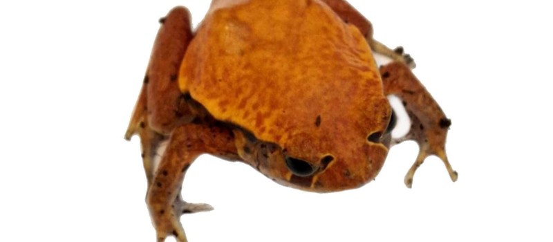 Żaba pomidorowa (Dyscophus guineti)