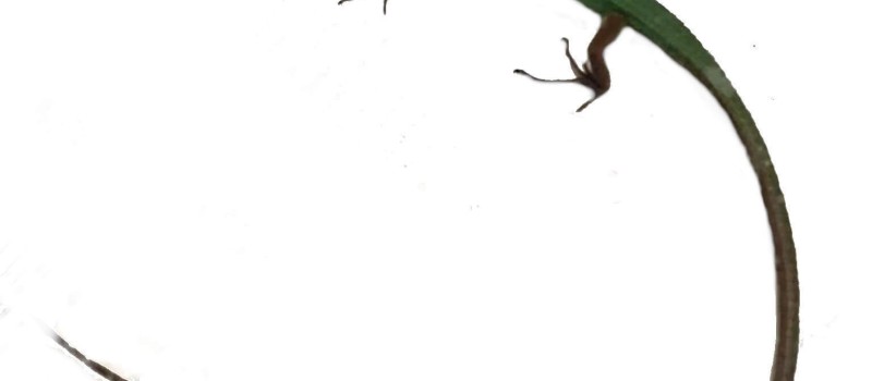 Takydromus smaragdinus