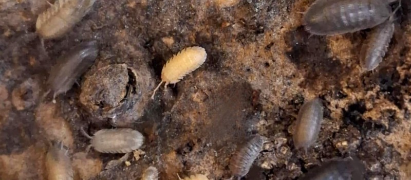 Armadillidium pallasii